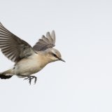 Pour franchir les barrières naturelles lors de leur migration, certains traquets motteux volent à plus de 5000 mètres d’altitude.